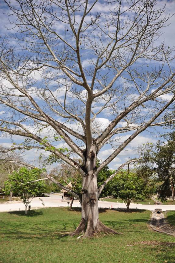 A Ceiba, a bela e sagrada árvore dos mayas, em Tikal, na Guatemala